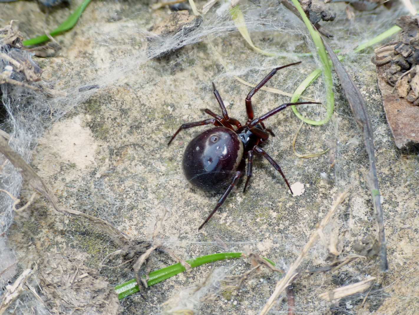 Steatoda nobilis a Tolfa